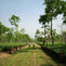 Assam vs. Ceylon Breakfast Tea: What’s The Difference?