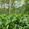 What Teas Contain the Most Caffeine?