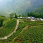 Darjeeling First Flush vs. Darjeeling Second Flush: What’s the Difference?