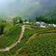 Darjeeling First Flush vs. Darjeeling Second Flush: What’s the Difference?