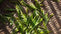 What’s So Special About Dragon Well Green Tea?