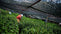 A Guide to Gyokuro Japanese Tea