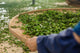 The Different Types of Organic Teas