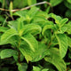 How to make Peppermint Tea
