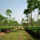 Everything to Know About Indian Tea, Types, Flavours and Regions