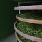 The 5 Best Green Teas for Beginners to Try