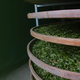 The 5 Best Green Teas for Beginners to Try