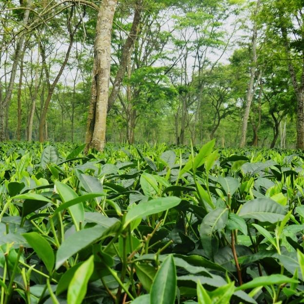 Giải pháp trà cho doanh nghiệp