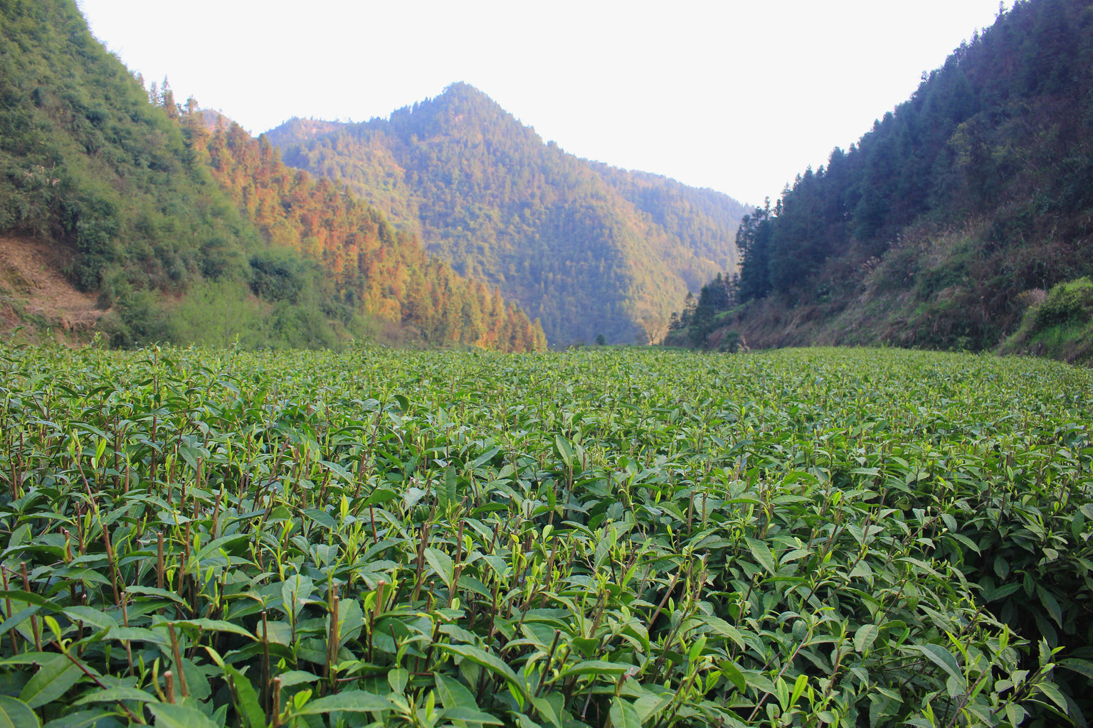 Changing How People Think About Tea – Jing Tea