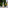 Thumbnail for Jasmine Pearls Sparkling Tea
