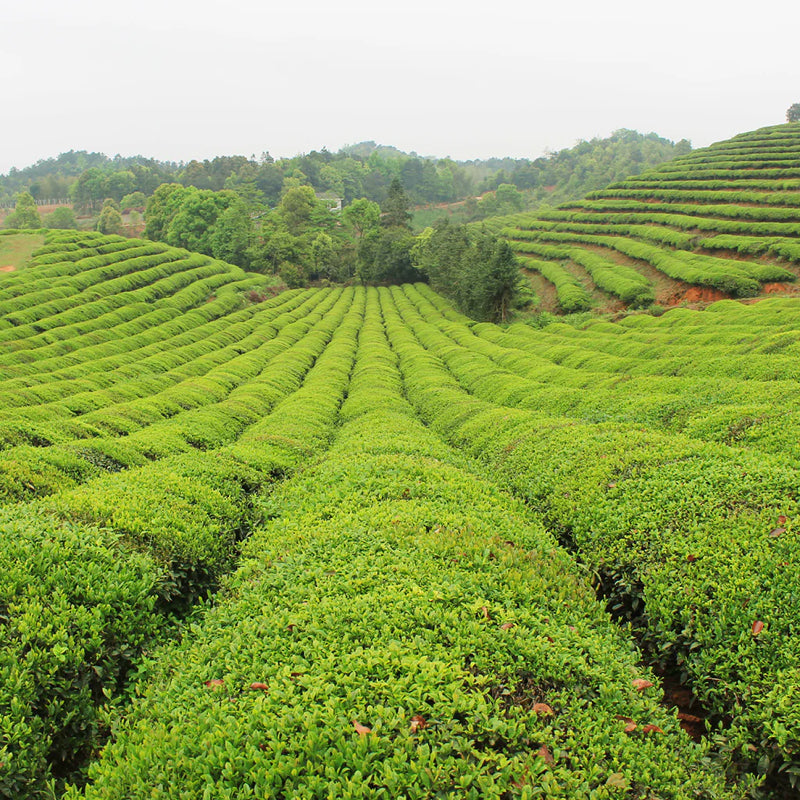 Jinling Tea About Us – Jing Tea