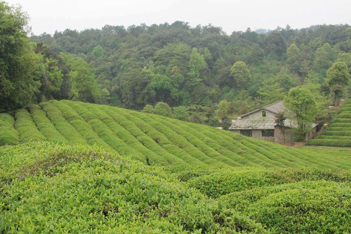 View of Hunan Silver Peak Tea Fields and Factory