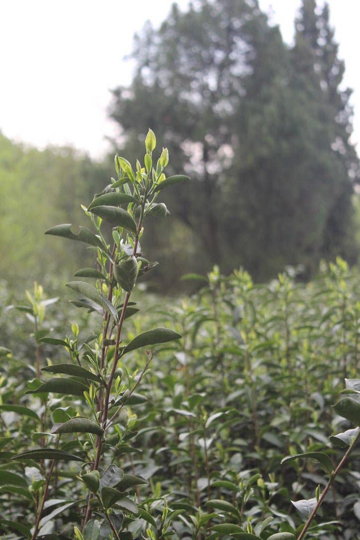 White Tea Cultivar