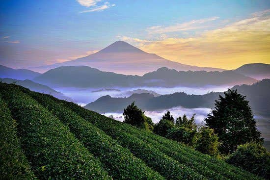 JING Asia's Greatest Tea Regions