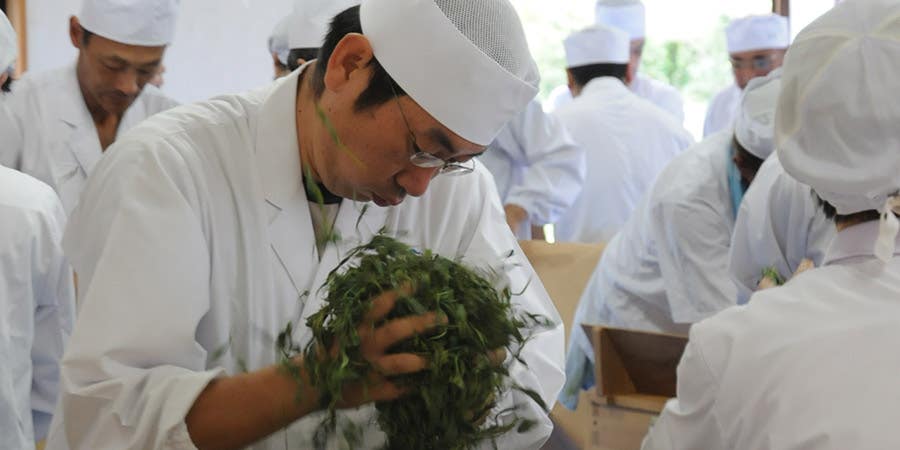 Traditional processing of steamed tea leaves